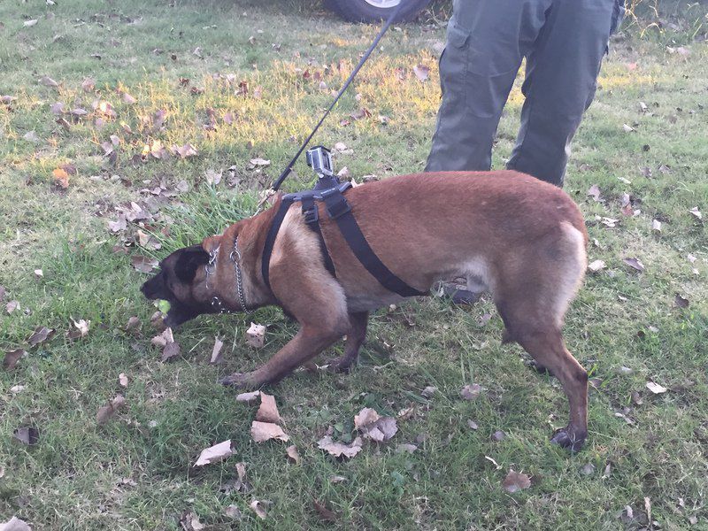 K9 Drado with reward